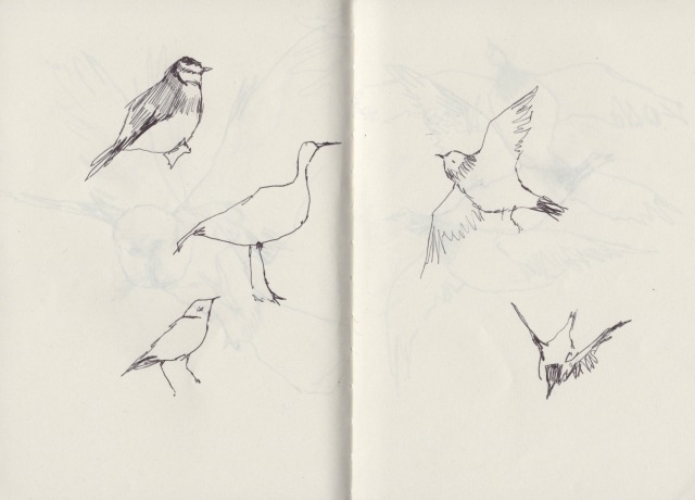 birds-blog1